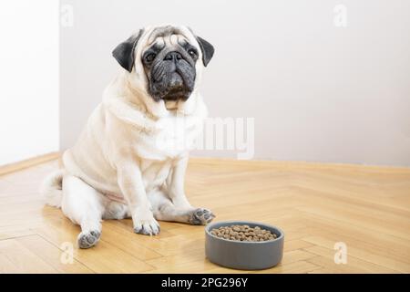 Un chien beige se trouve sur un sol en bois près d'un bol de nourriture et regarde malheureusement l'appareil photo. Banque D'Images