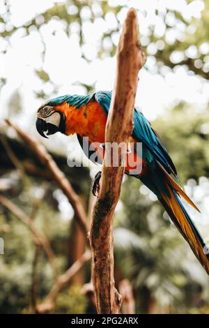 Perroquet bleu-orange, situé sur une branche du parc. Oiseaux exotiques dans la faune Banque D'Images