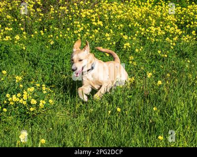 Un chien du Labrador qui traverse un champ de fleurs. Banque D'Images