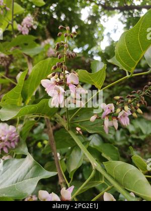 Pongamia pinnata fleur sur un arbre Banque D'Images