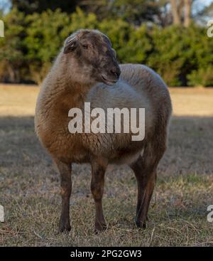 Mouton Katahdin brun foncé sur un champ herbacé Banque D'Images