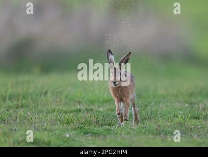 Une photo d'action d'un lièvre brun ( Lepus europaeus) en direction de la caméra pulvérisant des gouttelettes d'eau de la flaque . Suffolk, Royaume-Uni. Banque D'Images