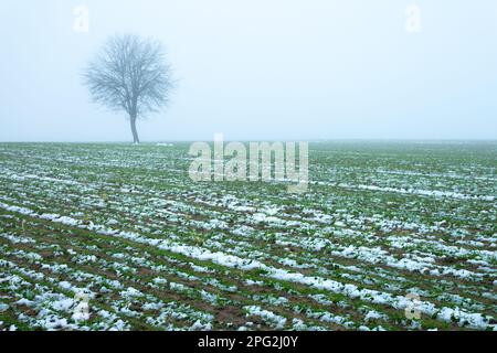 Grain d'hiver et un arbre solitaire dans le brouillard, l'est de la Pologne Banque D'Images