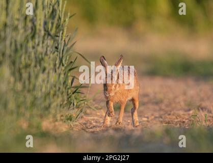 Un lièvre brun timide ( Lepus europaeus) se dirigeant dans la culture agricole de blé debout. Agriculture et nature en collaboration . Suffolk, Royaume-Uni Banque D'Images