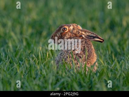 Juste un joli coup de feu d'un lièvre brun sauvage (Lepus europaeus) dans le blé mis en évidence par le soleil couchant. Suffolk, Royaume-Uni Banque D'Images