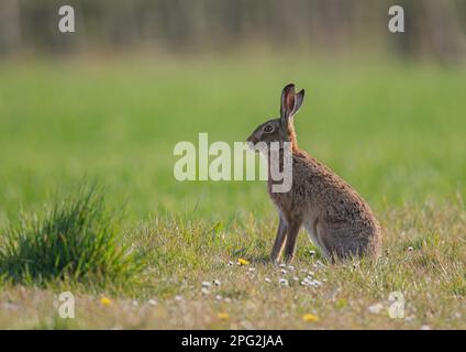 Un lièvre brun fort et sain (Lepus europaeus) assis regardant parmi les pâquerettes contre un bord de bois . Suffolk Royaume-Uni Banque D'Images