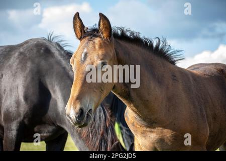 Un jeune cheval brun dans le troupeau mange de l'herbe, jour ensoleillé d'été Banque D'Images