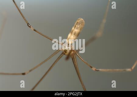 Araignée de cave à corps long (Pholcus sp.) rampant dans son web, arachnides, longues jambes, cheveux, creepy, macrophotographie Banque D'Images