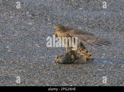 Un Sparrowhawk ( Accipiter nisus) tuant, piller et mangeant un malheureux starling (Sturnus vulgaris) comme il devient un repas. Suffolk, Royaume-Uni Banque D'Images