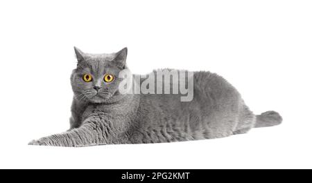 Le chat court de race pure repose sur un fond blanc. Gros chat écossais isolé. Obésité du chat britannique. Banque D'Images