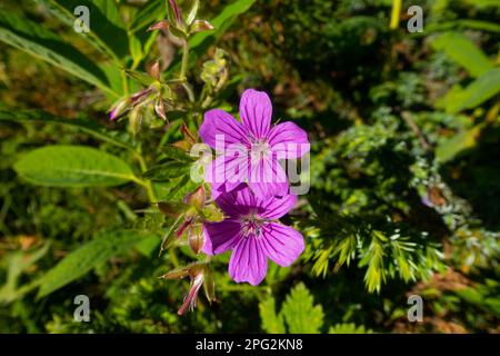 Un géranium collant violet, géranium viscosissimum, qui fleurisse dans les prés des montagnes rocheuses Banque D'Images