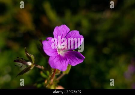 Un géranium collant violet, géranium viscosissimum, qui fleurisse dans les prés des montagnes rocheuses Banque D'Images