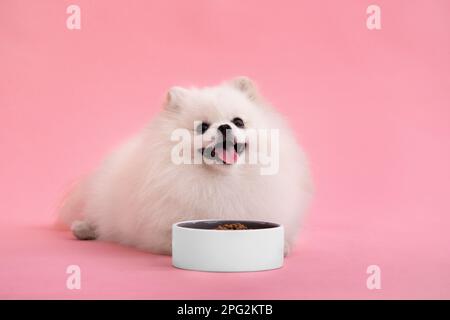 Portraite de mignon petit chiot moelleux de pomeranian spitz. Petit chien souriant couché sur fond rouge vif et tendance. Le chien Spitz se trouve près d'un bol de nourriture Banque D'Images