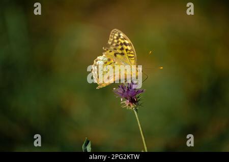 La nacre est un grand papillon de forêt jaune sur une fleur en fleur avec un fond doux. une espèce rare de papillon dans la forêt. Banque D'Images