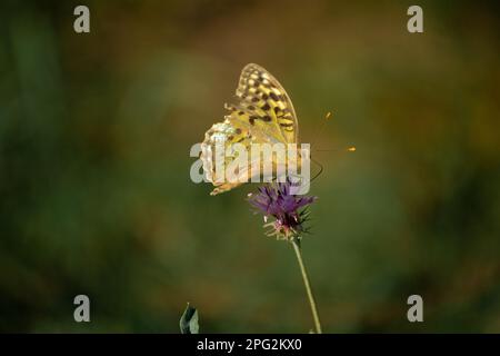 La nacre est un grand papillon de forêt jaune sur une fleur en fleur avec un fond doux. une espèce rare de papillon dans la forêt. Banque D'Images