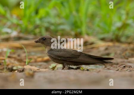 Dusky Crag-Martin (concolor Ptyonoprogne) Banque D'Images