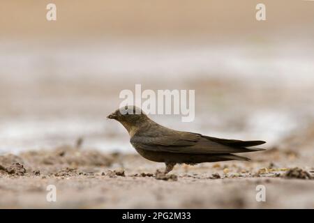 Dusky Crag-Martin (concolor Ptyonoprogne) Banque D'Images