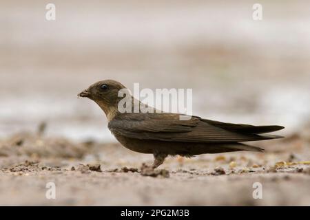 Dusky Crag-Martin (concolor Ptyonoprogne) Banque D'Images