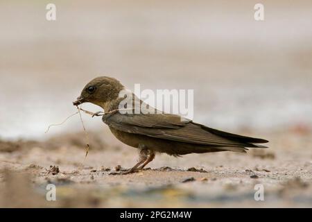 Dusky Crag-Martin (concolor Ptyonoprogne) Banque D'Images