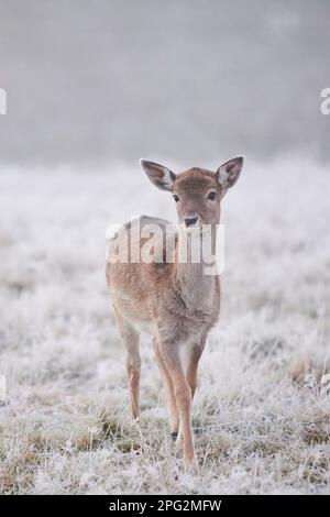 Cerf en jachère (Cervus dama dama). Fauve debout sur une prairie glacée en automne. Bavarian Forest, Bavière, Allemagne Banque D'Images