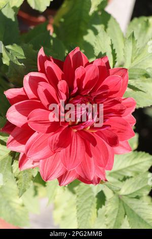 Fleur rouge et rose coloration Dahlia beauté Banque D'Images