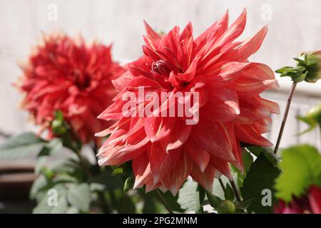 Fleur rouge et rose coloration Dahlia beauté Banque D'Images