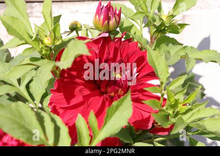 Fleur rouge et rose coloration Dahlia beauté Banque D'Images