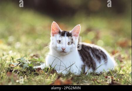 Chat domestique Chat juvénile allongé sur un pré. Allemagne. Banque D'Images