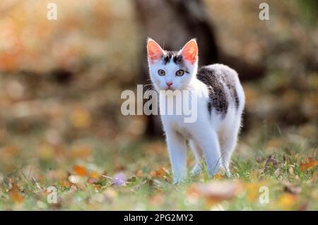 Chat domestique Chat juvénile debout sur un pré. Allemagne. Banque D'Images