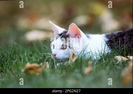 Chat domestique Jeune chat qui se cache dans un pré. Allemagne. Banque D'Images