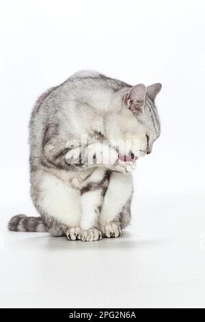 British Shorthair Cat. Chat adulte assis, léchant sa patte. Image studio sur fond blanc Banque D'Images