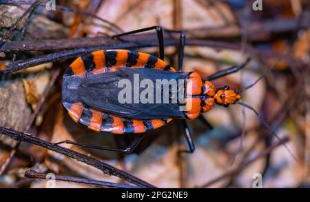 Gros plan de Triatoma infestans insecte ravageur sur la plante Banque D'Images