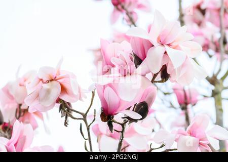 Fleurs printanières de l'arbre Magnolia Campbellii (sous-espèce Mollicomata) aux pétales de fleurs féminines rose pâle. Dublin, Irlande Banque D'Images