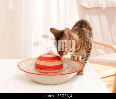 Chat Bengale. Chat adulte qui boit depuis une fontaine intérieure. Allemagne Banque D'Images