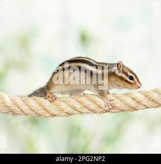 Chipmunk de Sibérie (Tamias sibiricus) sur une corde. Allemagne Banque D'Images