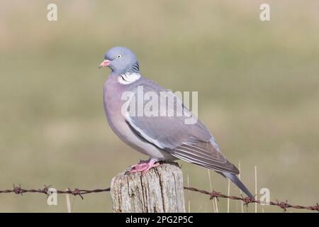 Bois de pigeon commun (Columba palumbus). Adulte perché sur un poeste. Tout-en-un Banque D'Images