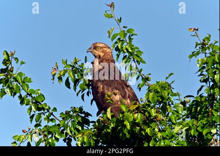 Buzzard au miel de l'Ouest (Pernis apivorus),. Femelle perchée sur un arbre. Allemagne Banque D'Images