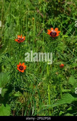 Adonis d'été, œil de faisan d'été (Adonis aestivalis), plantes à fleurs. Allemagne Banque D'Images