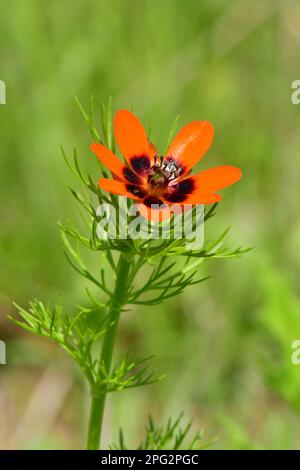 Adonis d'été, oeil de faisan d'été (Adonis aestivalis), floraison. Allemagne Banque D'Images