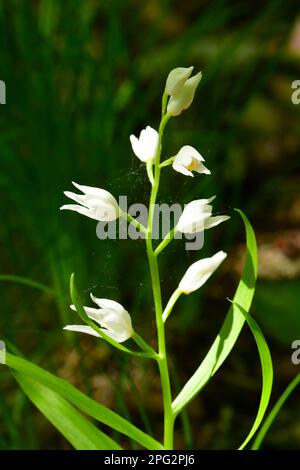 Helleborine Ã feuilles d'épée (Cephalanthera longifolia), floraison. Allemagne Banque D'Images