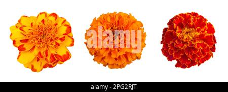 Belles fleurs Marigold jaune et orange (Tagetes patula) isolées sur fond blanc. Fond floral naturel. Eleemen à motif fleuri Banque D'Images