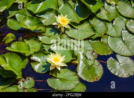 De magnifiques lilas jaunes poussent dans un jardin exotique. Feuilles de nénuphars avec fleurs jaunes à la surface du lac. Banque D'Images