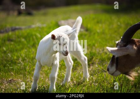 Une belle scène avec deux chèvres et une direction paisiblement paître dans un champ luxuriant Banque D'Images