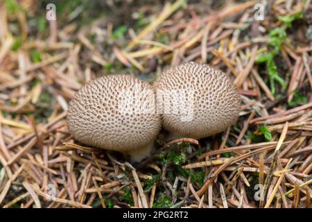 Vesse-de-communes pauvres, Mans de Ris de veau (Lycoperdon perlatum), les fructifications dans une forêt de conifères, Allemagne Banque D'Images