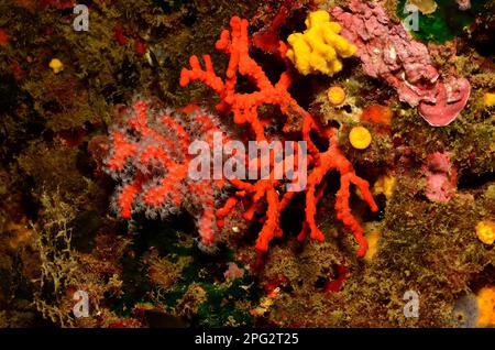 Corallium rubrum, Edelkoralle, corail rouge, corail précieux Banque D'Images