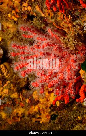 Corallium rubrum, Edelkoralle, corail rouge, corail précieux Banque D'Images