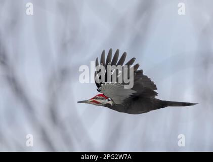 Pic à pétards mâles en chasse en vol pour un repas en hiver au Canada Banque D'Images