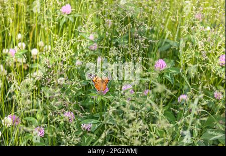 Papillon d'orange dans une prairie d'été avec des fleurs de trèfle pourpres. Papillon peint Lady Vanessa cardui sur fond vert Meadow. Banque D'Images