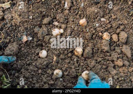 une main tient une ampoule de muscari avant de planter dans le sol Banque D'Images