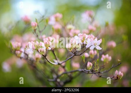 Plante pourpre en fleurs Rhododendron Vasey sur fond vert Banque D'Images